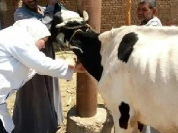 عقر جاموسة لـ 8 مواطنين بقرية برخيل التابعة لمركز البلينا بسوهاج.. والطب البيطرى يفحص الحالة