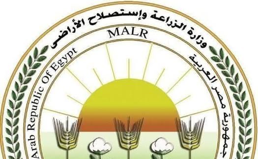 “الزراعة” ترد على فيديو «زيادة وزن الموز»: ادعاءات غير علمية تثير البلبلة